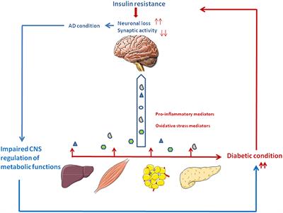 Hypothesis and Theory: Circulating Alzheimer's-Related Biomarkers in Type 2 Diabetes. Insight From the Goto-Kakizaki Rat